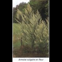 Armoise en fleur